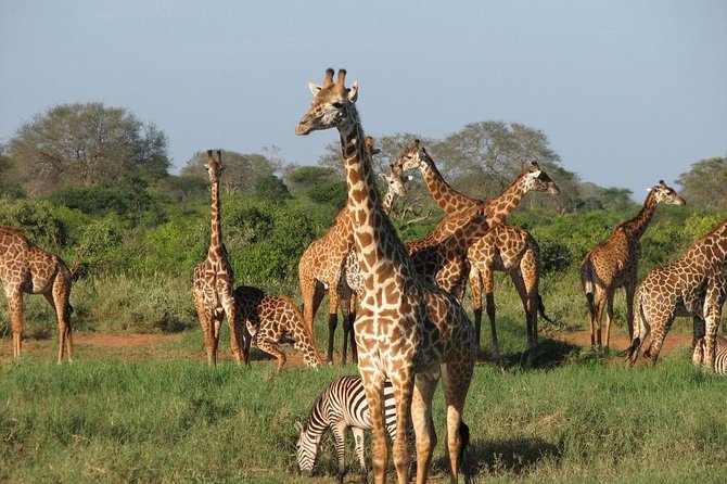 5-Days-Amboseli-Tsavo-Wildlife-Safari